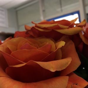 Meet your Posher, Katelyn